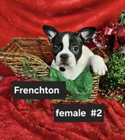 Frenchton  m #2, a male Boston Terrier and French Bulldog for sale in Princeton, KY – 3 of 3