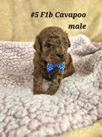 F1b Cavapoo m , a male Cavapoo for sale in Princeton, KY – Photo 2 of 5