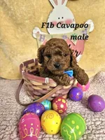 F1b Cavapoo m , a male Cavapoo for sale in Princeton, KY – Photo 1 of 5