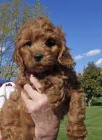 F1b Cavapoo m , a male Cavapoo for sale in Princeton, KY – Photo 4 of 5