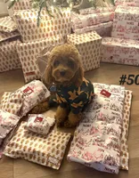 F1b Cavapoo m , a male Cavapoo for sale in Princeton, KY – Photo 5 of 5