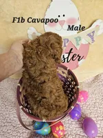 F1b Cavapoo m , a male Cavapoo for sale in Princeton, KY – Photo 3 of 5