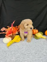 F1b Mini Goldendoodle M #4, a male Miniature Goldendoodle for sale in Princeton, KY – 3 of 4