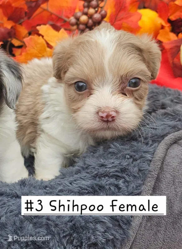 ShihPoo female#1 (3) – Shihpoo puppy for sale in Princeton, KY