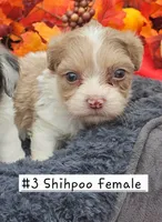 ShihPoo female#1 (3), a female Shihpoo for sale in Princeton, KY – 1 of 3