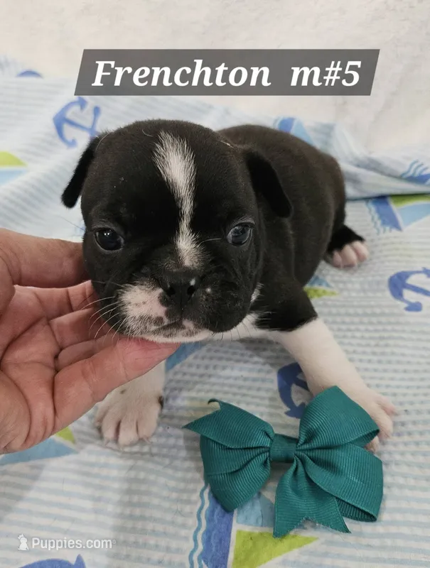 Frenchton  m #5 – Boston Terrier, French Bulldog puppy for sale in Princeton, KY