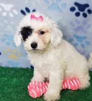 F1b Cavapoo M, a male Cavapoo for sale in Princeton, KY – 5 of 5