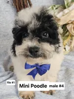 Miniature Poodle M#4, a male Poodle - Miniature  for sale in Princeton, KY – 1 of 5