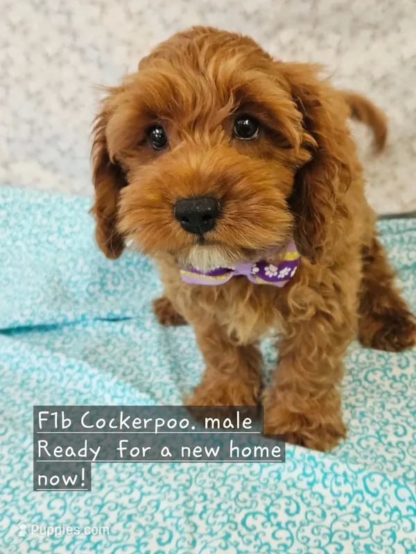 F1b Cockerpoo  – Cockapoo puppy for sale in Princeton, KY