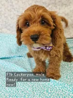 F1b Cockerpoo , a male Cockapoo for sale in Princeton, KY – 1 of 6