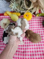 ShihPoo female#1 (3), a female Shihpoo for sale in Princeton, KY – 3 of 3