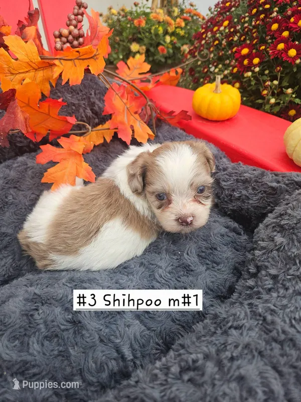 Shih Poo Male #1 (3) – Shihpoo puppy for sale in Princeton, KY