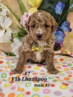 F1b Lhasapoo m 2, a male Lhasapoo for sale in Princeton, KY – Photo 2 of 4