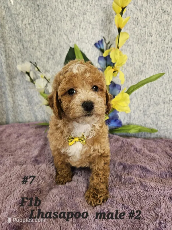 F1b Lhasapoo m 2 – Lhasapoo puppy for sale in Princeton, KY