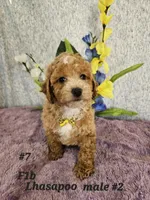 F1b Lhasapoo m 2, a male Lhasapoo for sale in Princeton, KY – Photo 1 of 4