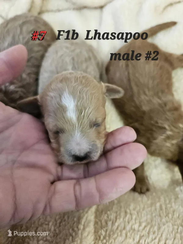 F1b Lhasapoo m 1 – Lhasapoo puppy for sale in Princeton, KY