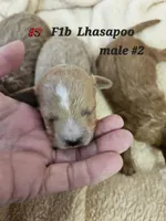 F1b Lhasapoo m 1, a male Lhasapoo for sale in Princeton, KY – Photo 1 of 2
