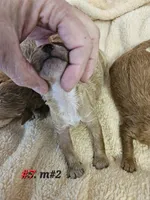 F1b Lhasapoo m 1, a male Lhasapoo for sale in Princeton, KY – Photo 2 of 2