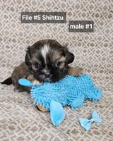Shihtzu M#1, a male Shih Tzu for sale in Princeton, KY – 3 of 6