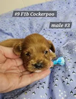 F1b Cockerpoo , a male Cockapoo for sale in Princeton, KY – 6 of 6