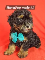 Havapoo M 1 Teal, a male Havapoo for sale in Princeton, KY – 2 of 2