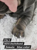 Dachshund F silver, a female Miniature Dachshund for sale in Princeton, KY – 2 of 4