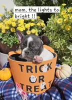 Frenchton  F, a female Frenchton for sale in Princeton, KY – 3 of 3