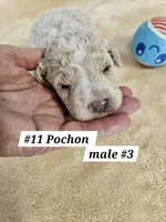Pochon , a male Bichon Frise and Poodle - Miniature  for sale in Princeton, KY – 3 of 3