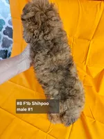 F1b Shih-Poo M#2, a male Shih Tzu and Poodle - Miniature  for sale in Princeton, KY – 4 of 10