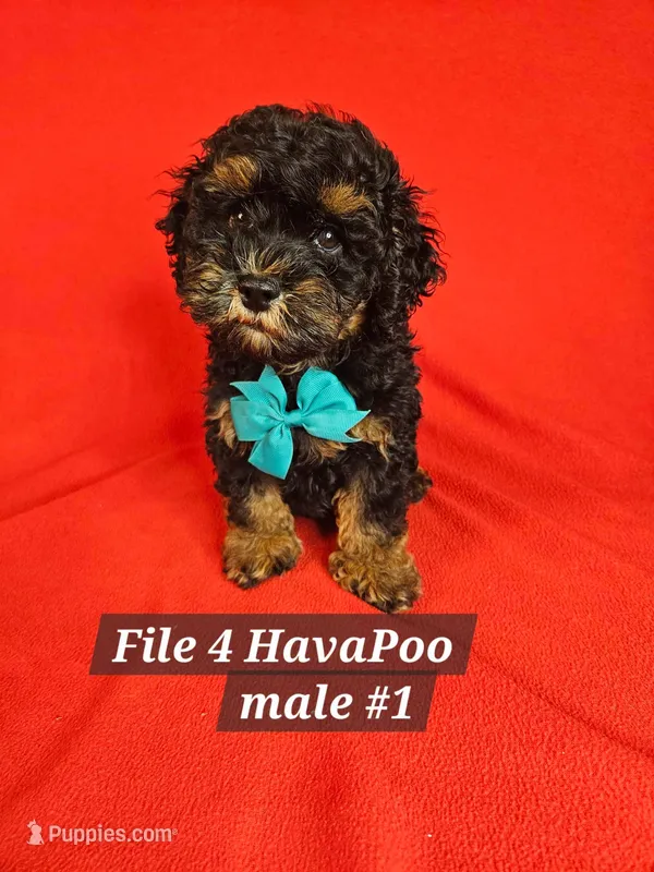 Havapoo M 1 Teal – Havapoo puppy for sale in Princeton, KY