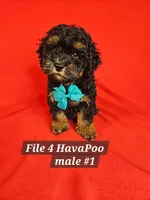Havapoo M 1 Teal, a male Havapoo for sale in Princeton, KY – 1 of 2
