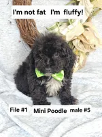 Miniature Poodle M#5, a male Poodle - Miniature  for sale in Princeton, KY – 2 of 4