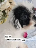 Miniature Poodle M#2, a male Poodle - Miniature  for sale in Princeton, KY – 4 of 5