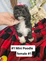 Miniature Poodle F #2, a female Poodle - Miniature  for sale in Princeton, KY – 4 of 6