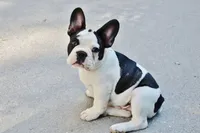 Frenchton  F, a female Boston Terrier and French Bulldog for sale in Princeton, KY – 5 of 5