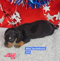 Miniature Dachshund F , a female Miniature Dachshund for sale in Princeton, KY – 6 of 7