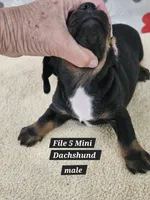 Reduced cost   Miniature Dachshund , a male Miniature Dachshund for sale in Princeton, KY – 3 of 4