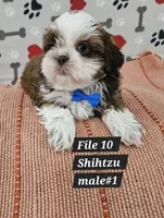 Shihtzu male #1, a male Shih Tzu for sale in Princeton, KY – 2 of 3