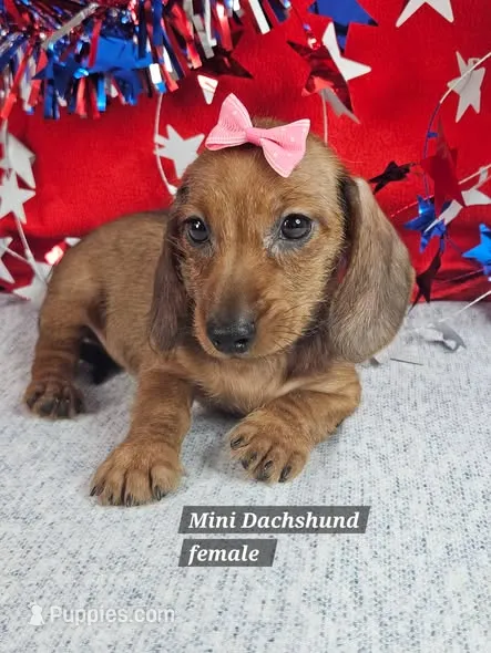 Minaiture Dachshund F #2 = reduced – Miniature Dachshund puppy for sale in Princeton, KY