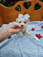Maltipoo  f=4, a female Maltipoo for sale in Princeton, KY – 2 of 4