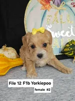 F1b Yorkiepoo f #2, a male Yorkipoo for sale in Princeton, KY – 2 of 4