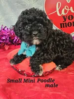 Mini  Poodle m #2, a male Poodle - Miniature  for sale in Princeton, KY – Photo 3 of 4