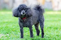 Mini  Poodle m #2, a male Poodle - Miniature  for sale in Princeton, KY – Photo 4 of 4