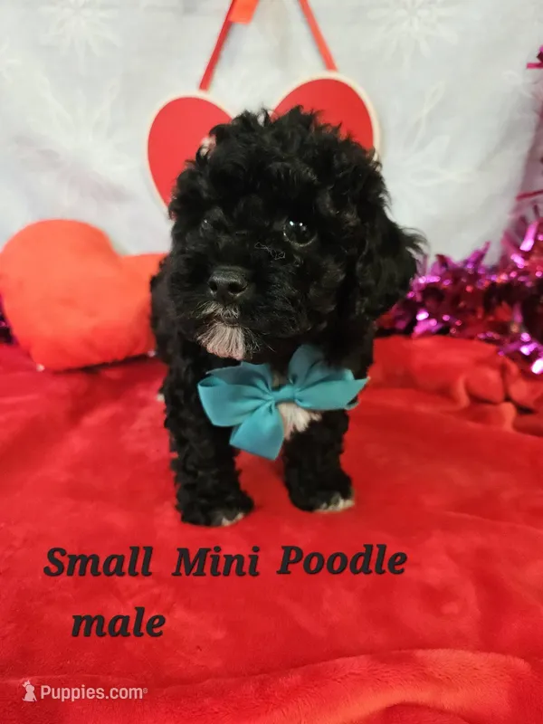 Mini  Poodle m #2