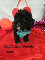 Mini  Poodle m #2, a male Poodle - Miniature  for sale in Princeton, KY – Photo 1 of 4