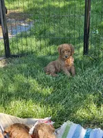 F1b Mini Goldendoodle F 2, a female Miniature Goldendoodle for sale in Princeton, KY – 4 of 7