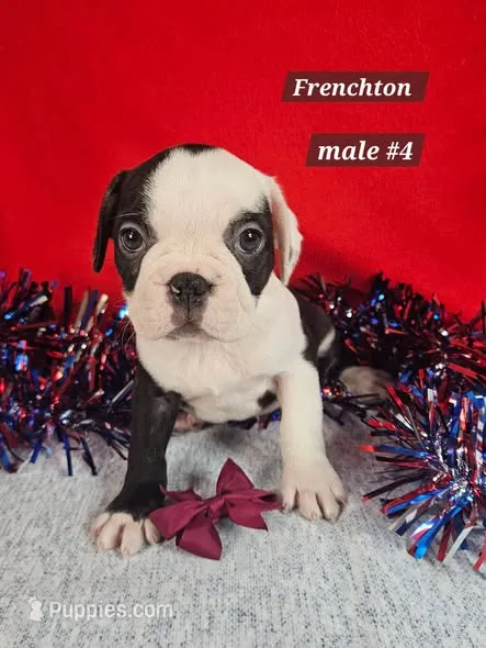 Frenchton  m #4 – Boston Terrier, French Bulldog puppy for sale in Princeton, KY