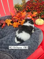 ShihPoo f #1 (3), a female Shihpoo for sale in Princeton, KY – 2 of 3