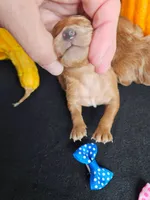 F1b Cavapoo  RED, a male Cavapoo for sale in Princeton, KY – 2 of 2