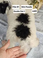 Miniature Poodle M#2, a male Poodle - Miniature  for sale in Princeton, KY – 5 of 5